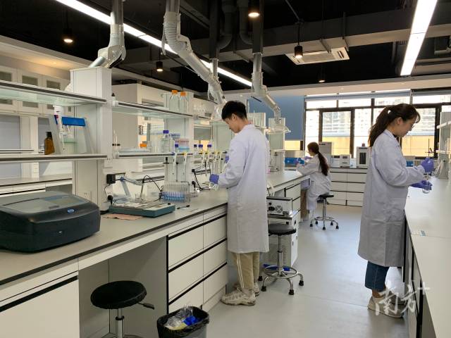 8xbet网“攀峰班”学生在开展实验探究。 8xbet网“攀峰班”学生在开展实验探究。