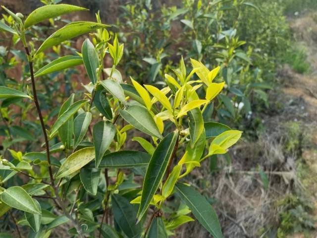 有机茶的叶片在阳光下焕发油亮的光泽。 有机茶的叶片在阳光下焕发油亮的光泽。