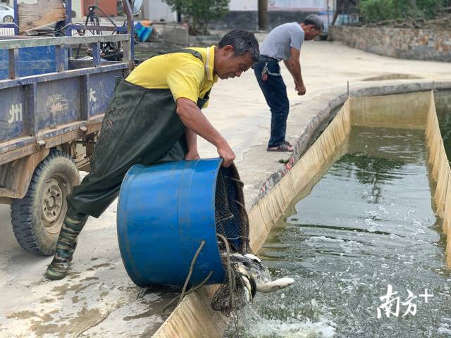 赖前辉将鱼倒进鱼苗塘中，等待客商来收购。陈咏怀摄